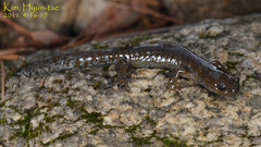 Hynobius quelpaertensis