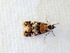 Scoparia charopoea