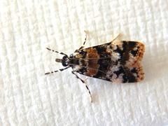 Scoparia charopoea