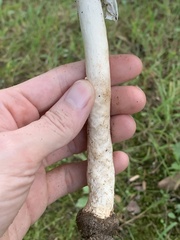Agaricus nanaugustus