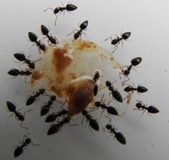 Technomyrmex pallipes