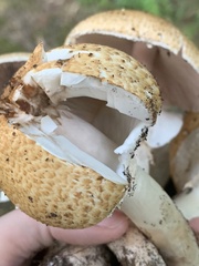 Agaricus nanaugustus