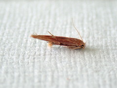 Stathmopoda cephalaea