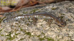 Hynobius quelpaertensis