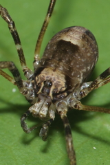 Forsteropsalis inconstans