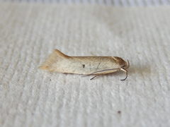 Xylorycta haplochroa