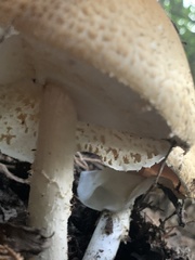 Agaricus nanaugustus