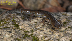 Hynobius quelpaertensis