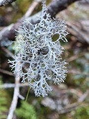 Pseudevernia