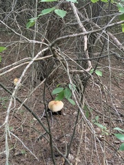 Agaricus nanaugustus