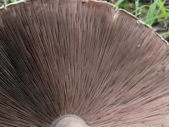 Agaricus nanaugustus