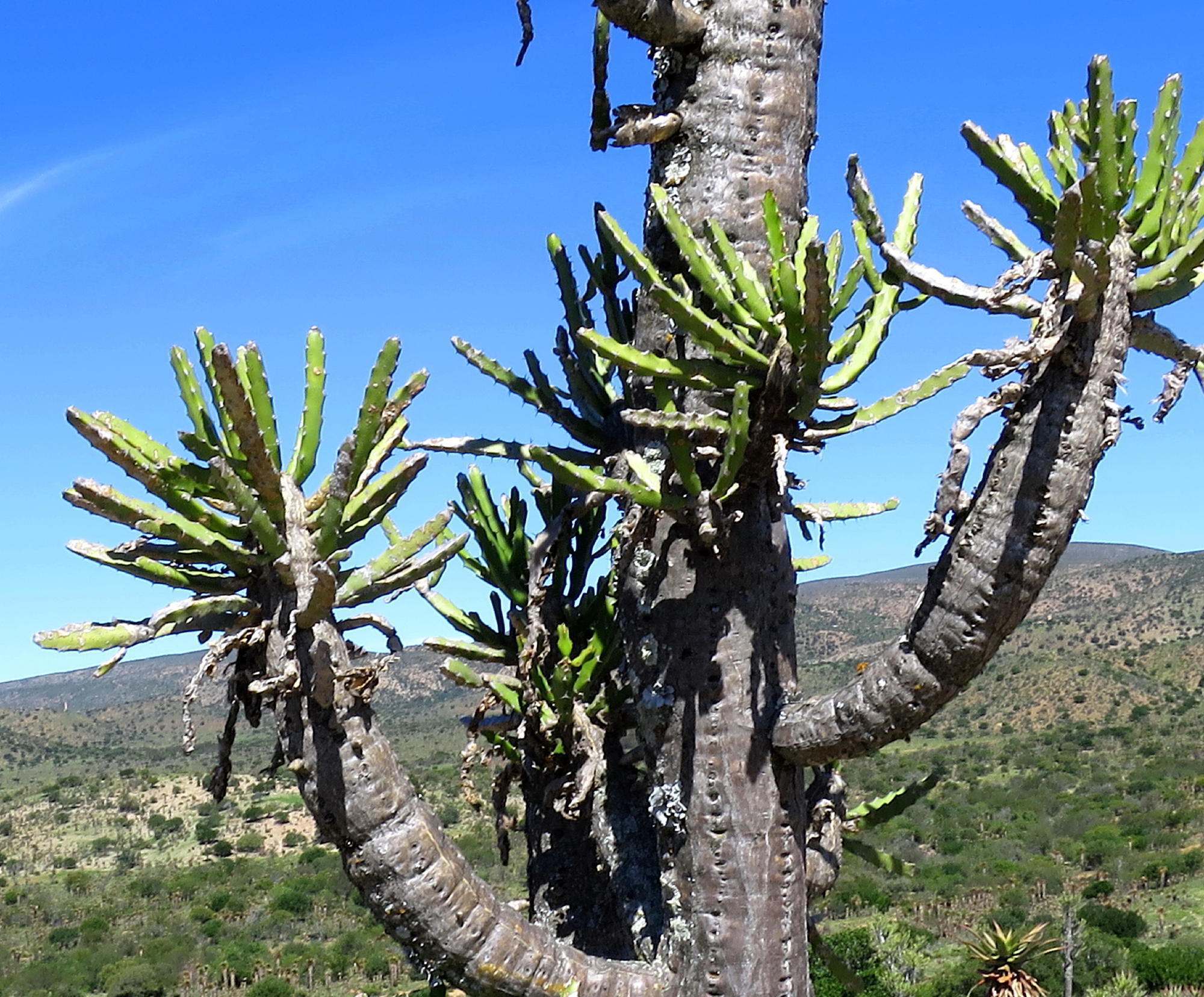 Euphorbia grandidens
