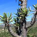 Euphorbia grandidens - Photo Ningún derecho reservado, subido por Di Turner