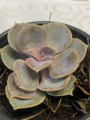 Echeveria gibbiflora × potosina