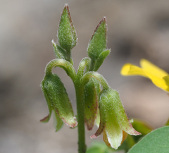 Oxalis frutescens