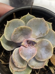 Echeveria gibbiflora × potosina