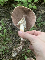 Agaricus nanaugustus