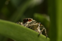 Habronattus pyrrithrix
