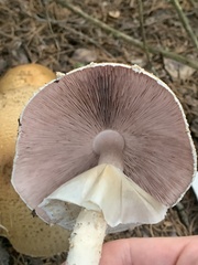 Agaricus nanaugustus