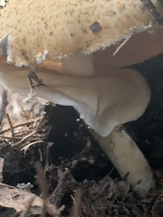 Agaricus nanaugustus