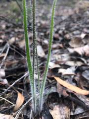 Caladenia validinervia