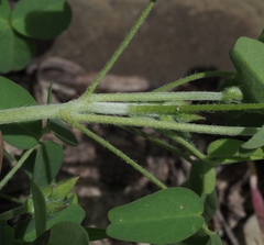 Oxalis frutescens