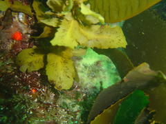 Sargassum incisifolium