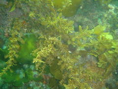 Sargassum incisifolium