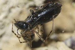 Theridion zantholabio