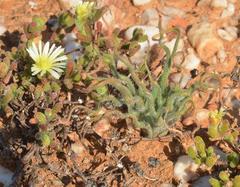 Trachyandra flexifolia