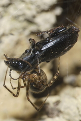 Theridion zantholabio