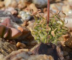 Trachyandra flexifolia