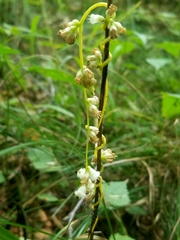 Cuscuta rostrata