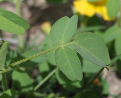 Oxalis frutescens