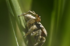Habronattus pyrrithrix