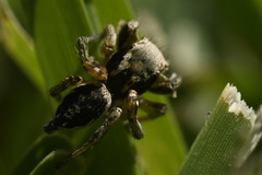 Habronattus pyrrithrix