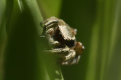 Habronattus pyrrithrix
