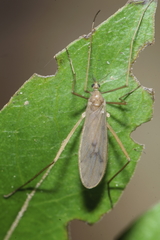 Amphineurus insulsus