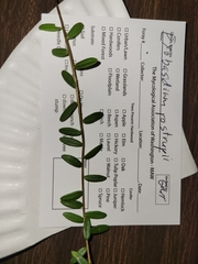 Exobasidium rostrupii