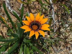 Gazania ciliaris