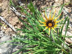 Gazania ciliaris