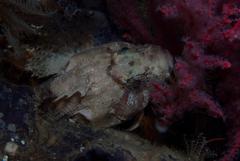 Clinus taurus