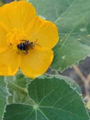 Anthophora californica