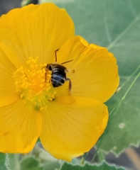 Anthophora californica