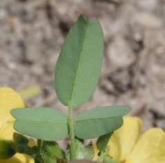 Oxalis frutescens