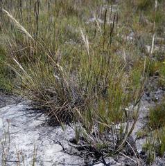 Pentameris obtusifolia