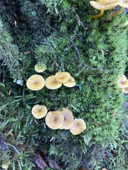 Chrysomphalina chrysophylla