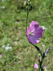 Sidalcea neomexicana