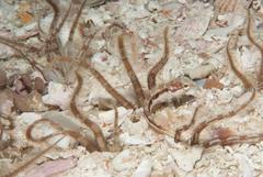 Clinus superciliosus