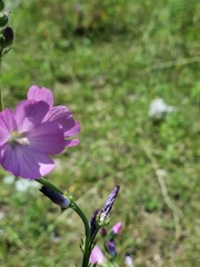 Sidalcea neomexicana